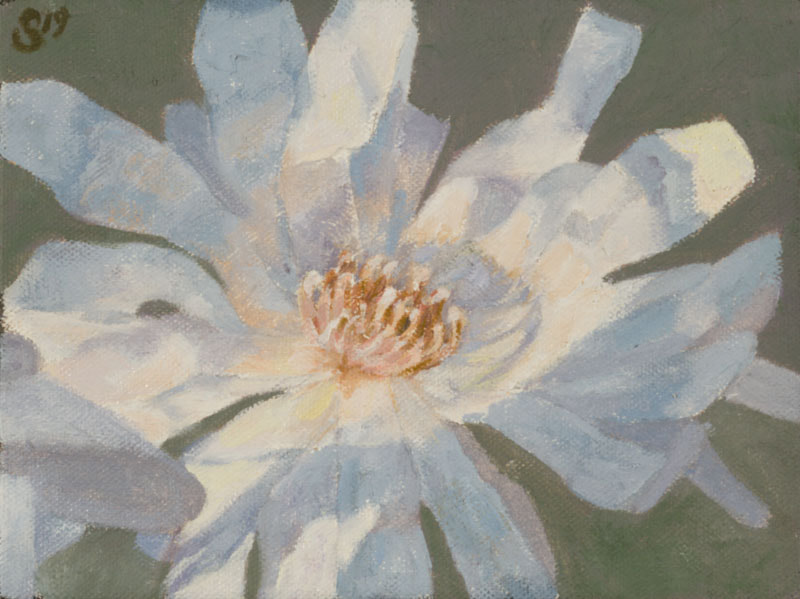 Stellate Magnolia, Artwork By Linda Staiger, 434-962-8463